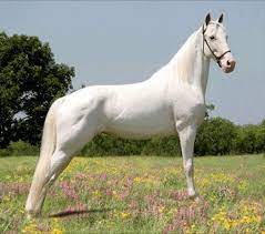 caballo albino