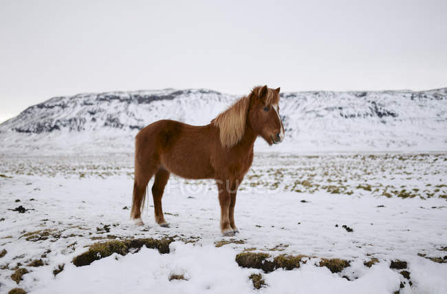 caballo Islandés