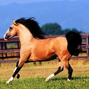 caballo Mustang
