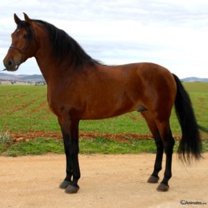 alazan,el color mas atractivo de las razas de caballos