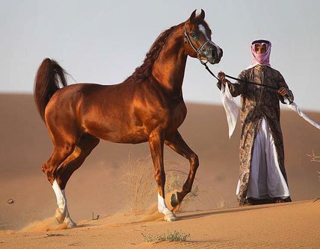 caballo Árabe