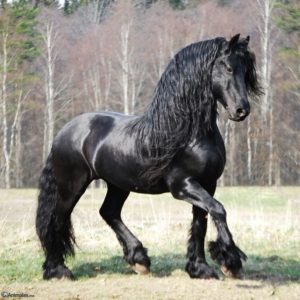 caballo Frisón