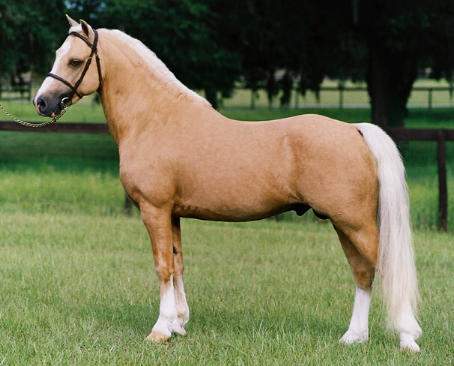 caballo Palomino