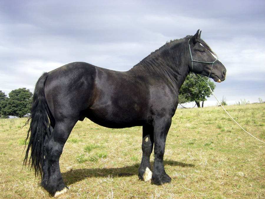 caballo Percheron