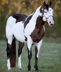 caballo Pinto