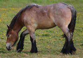 caballo ruano