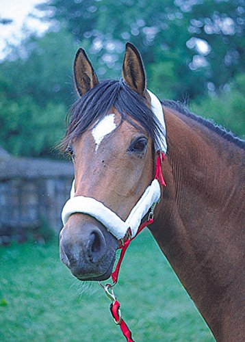 AMKA – Cabestro 4 piezas |nasenflausch Enganche Trasero | Protector de muserola (nariz Schoner para caballos
