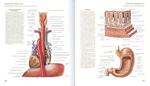 Atlas Ilustrado De Anatomia (Tapa Dura)