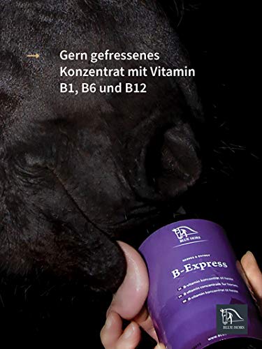 Blue Hors B-Express - Vitamina B para caballos y ponis; complemento alimenticio, en cambio de pelaje, cambio de alimentación, matura, nerviosidad, concentrado de vitaminas