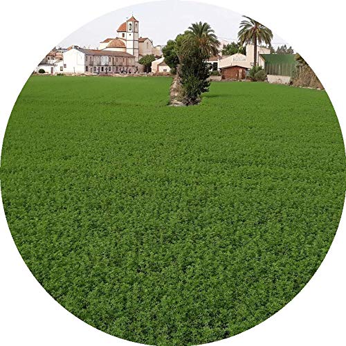 Book-A-Bale 750g Heno de Alfalfa de Calidad - Fresco Directamente del Agricultor en España