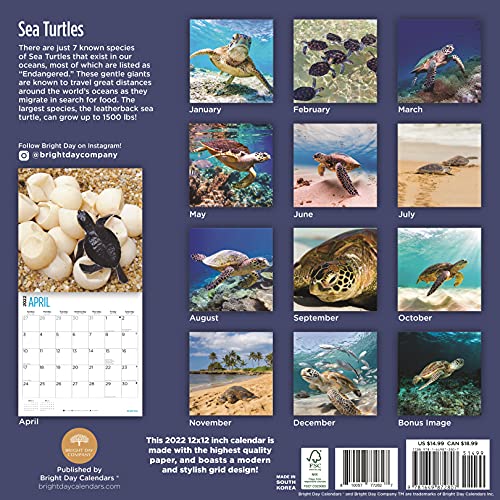 Bright Day - Calendario de pared de 2022 con diseño de tortugas marinas (30,5 x 30,5 cm), diseño de animales del océ