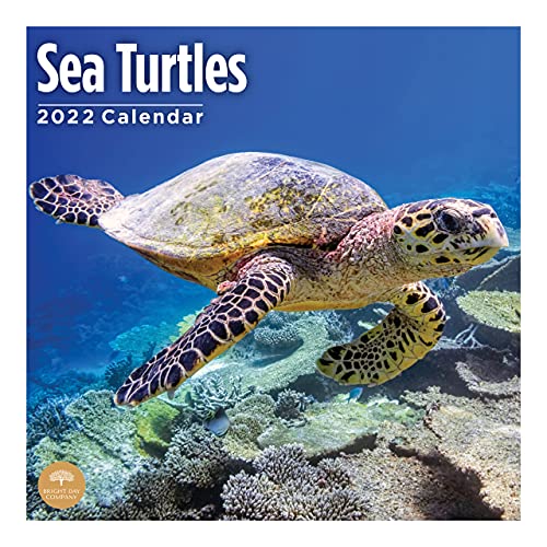 Bright Day - Calendario de pared de 2022 con diseño de tortugas marinas (30,5 x 30,5 cm), diseño de animales del océ