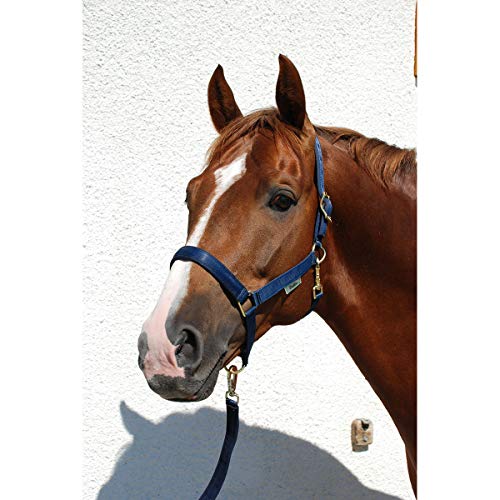 Bucas Dublin - Cabezada para caballo, acolchada, talla XL, color azul