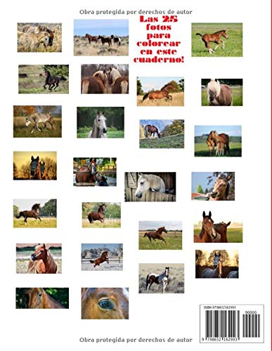 Caballos Y Ponis – Libro de Colorear Realista Para Adultos: 25 escenas naturales de caballos, ponis y potros | de gran formato, cómoda encuadernación para diestros y zurdos