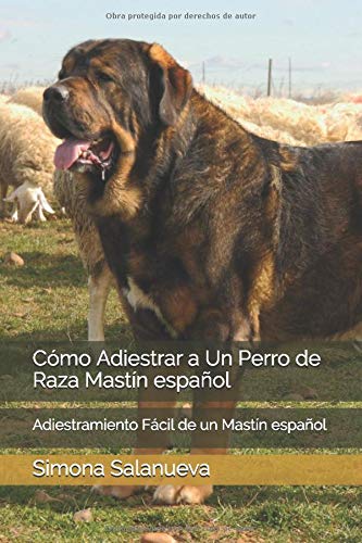Cómo Adiestrar a Un Perro de Raza Mastín español: Adiestramiento Fácil de un Mastín español
