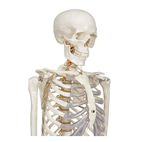Elementary Anatomy - Modelo Anatómico Humano - Buddy, Modelo de Esqueleto Humano de tamaño natural (175 cm) - Incluye dos Pósters Didácticos de la Anatomía Humana, para Enseñanza Escolar