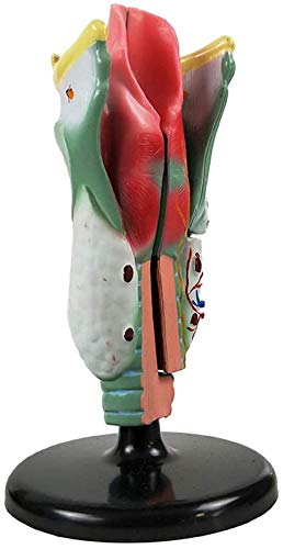 LBYLYH Académico Modelo Anatómico Médico del Cañón, Lo Que Refuerza El Modelo De La Anatomía Humana, Anatomía Médica Esqueleto Gorge Buscar