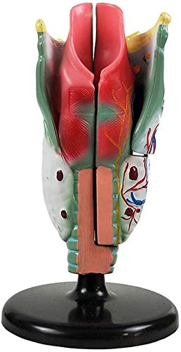 LBYLYH Académico Modelo Anatómico Médico del Cañón, Lo Que Refuerza El Modelo De La Anatomía Humana, Anatomía Médica Esqueleto Gorge Buscar