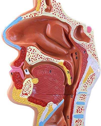 LBYLYH Cavidad Modelo Anatómico del Modelo De Cavidad Nasal De Cañón del Modelo De Anatomía Humana Médica