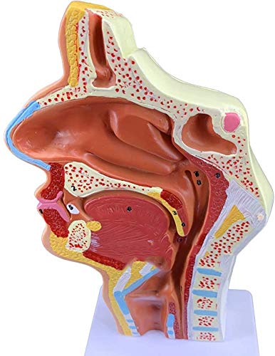 LBYLYH Cavidad Modelo Anatómico del Modelo De Cavidad Nasal De Cañón del Modelo De Anatomía Humana Médica