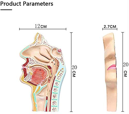 LBYLYH Modelo anatómico anatómica de la anatomía Humana del cañón de la cavidad Nasal, en la Oficina del Instrumento | GPI Anatomicals