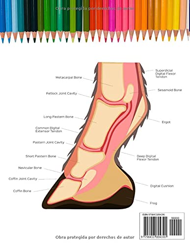 Libro para Colorear de Anatomia de Caballo: Cuaderno de Anatomía Equina para Colorear | Anatomía Veterinaria, incluye pie y dentición | Regalo para Estudiantes de la Escuela de Veterinaria