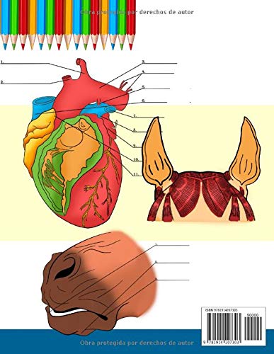 Libro para colorear de Anatomía del Caballo + Canina: 2-en-1 Compilación | Libro de colores de autoevaluación para estudiar muy detallado de Anatomía ... amantes de los animales y adultos