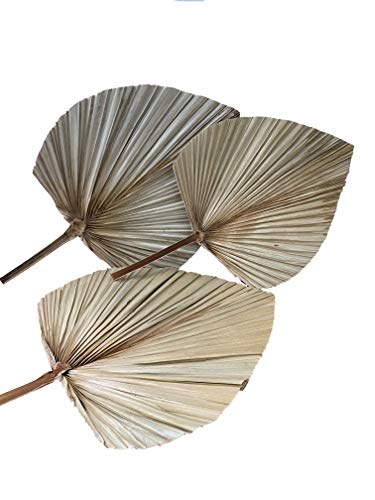 Livslyst 3 hojas de palmera secas naturales, decoración de ramo, decoración de interiores, estilo bohemio chic de aprox. 40 x 30 cm, beige/marrón claro