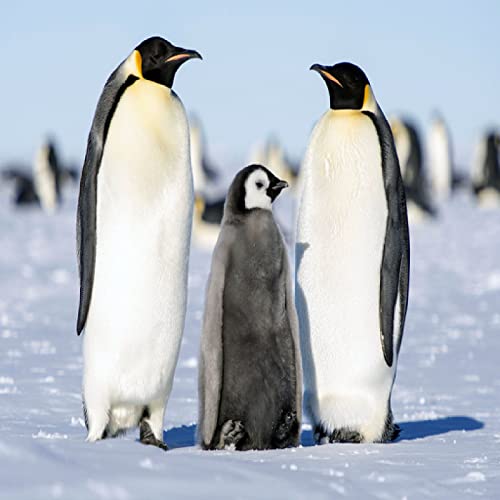Manta Estampada Pingüino Manta Estampada,Batamanta De Coralina Fibra Polar De Franela,Manta Extra Suave Cálido para TV Sala De Estar Cama,Fundas Decorativas