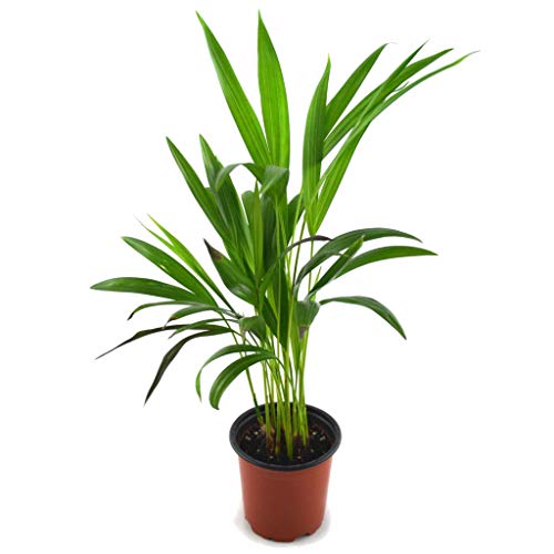 Mini Palmera de Interior Natural 30cm Palma Areca Planta Dypsis Lutescens