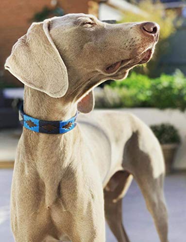 pampeano | Azules - Cuello Polo para Perros Artesanal Argentino en Piel de Primera Calidad | Caja de Regalo | Todas Las Razas de Perros | Hebilla de Acero Inoxidable Cosida a Mano de 1,5 cm de Ancho