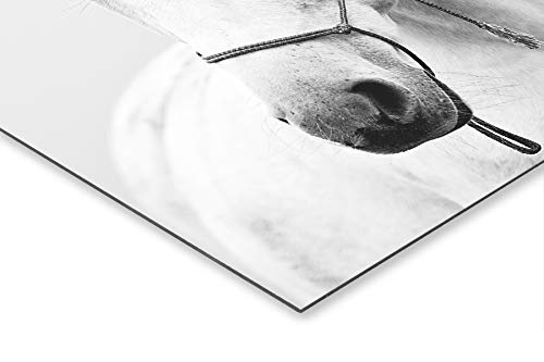 Panorama Cuadro de Aluminio Caballo 35x50cm - Impreso en Aluminio Dibond Blanco Cuadros de Animales - Cuadros Decoración Salón - Cuadros Dormitorio Modernos - Cuadros Zen