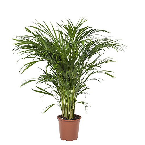 Planta de interior de Botanicly – Palma Areca – Altura: 90 cm – Areca dypsis lutescens