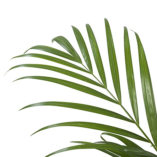 Planta de interior de Botanicly – Palma Areca – Altura: 90 cm – Areca dypsis lutescens