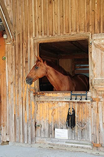 Reitsport Amesbichler Norton - Caja de limpieza para caballos, color lila y gris