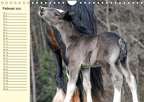 Shire Horse Fohlen (Wandkalender 2022 DIN A4 quer)