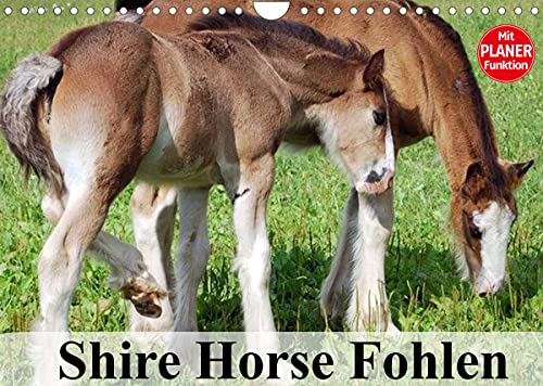 Shire Horse Fohlen (Wandkalender 2022 DIN A4 quer)