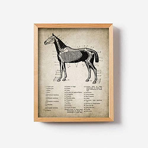 SIHG Póster de lienzo de anatomía de caballo Vintage, ilustración de anatomía de caballo, pinturas artísticas de pared, cuadros ecuestres, decoración de la pared de la habitación del hogar＿50×70CM