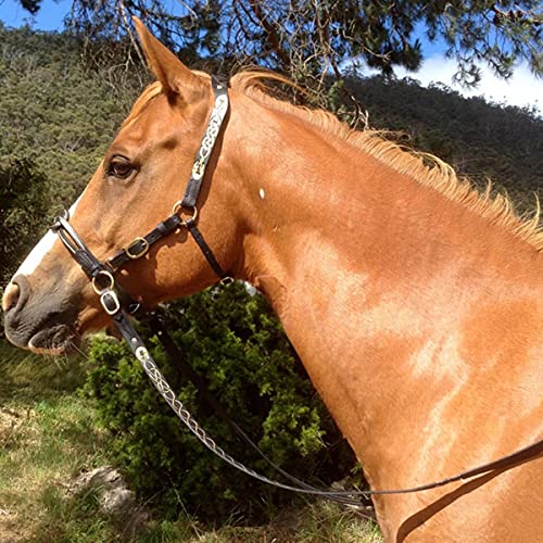 TMIL Brida inglesa de alta calidad para montar en caballo, de piel gruesa, con riendas acolchadas y extraíbles, para entrenamiento al aire libre, tamaño completo, color morado