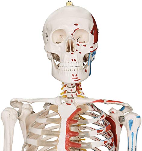 180 Cm Human Anatomy Skeleton, Esqueleto Clásico Con Detalles De Pintura Muscular, Incluye Cubierta Protectora, Con Soporte, Base Y Enseñanza Modelo De Aprendizaje De Carteles Gráficos