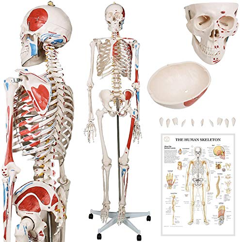180 Cm Human Anatomy Skeleton, Esqueleto Clásico Con Detalles De Pintura Muscular, Incluye Cubierta Protectora, Con Soporte, Base Y Enseñanza Modelo De Aprendizaje De Carteles Gráficos