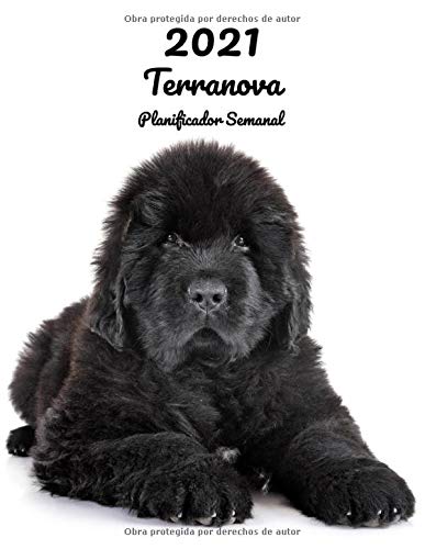 2021 Terranova Planificador Semanal: 123 Páginas | Tamaño A4 | Calendario | 14 Meses | 1 Semana en 2 Páginas | Agenda Semana Vista | En español | Perro