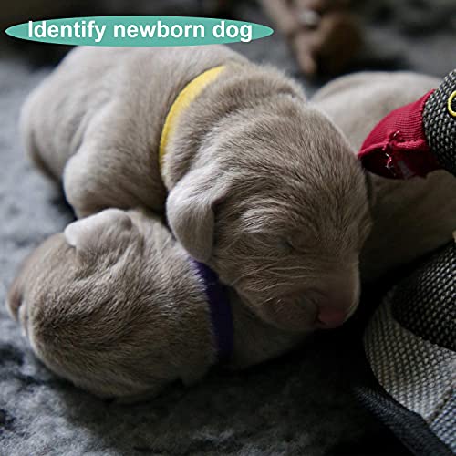 AIEX 12 Piezas Colores Surtidos Collares de Identificación de Cachorros Collares Cachorro Perro Recién Nacido Banda de Gatitos Ajustable Collar de Identificación para Mascotas