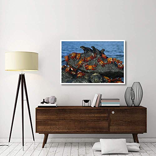 Artworks Italia Sally Lightfoot Cangrejos e Iguanas Marinas, Isla Mosquera, Islas Galápagos, Ecuador-Paper Art-127 cm x 86 cm