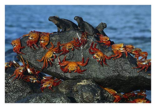 Artworks Italia Sally Lightfoot cangrejos e Iguanas Marinas, Isla Mosquera, Islas Galápagos, Ecuador-Paper Art 81,28 x 55,88 cm