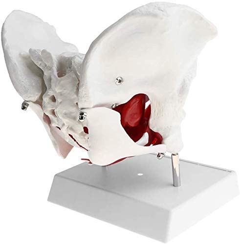 Bento Pelvis Femenina con coxis, Sacro, Pubis y extraíbles Órganos músculos del Suelo pélvico Modelo para la Escuela anatómica Kit de Material de Estudio de PVC 9,06 x 6,69 x 6.3in,Negro