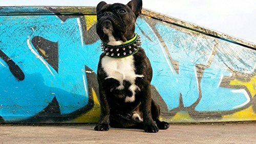 Bestia "Frenchie'' Collar de Perro con púas, 100% Cuero, Acolchado Suave, Fabricado en Europa