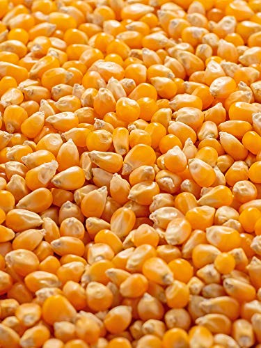 Biojoy Maiz para palomitas orgánico, sin OGM (2 kg)