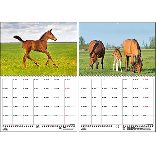 Calendario 2022 para caballos y potros, DIN A2, con calendario para 2022, set de regalo, contenido: 1 calendario, 1 tarjeta de felicitación de Navidad y 1 tarjeta de felicitación (3 piezas en total).
