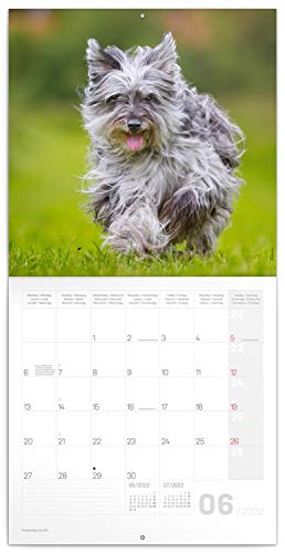 Calendario de pared 2022, folletos, calendario mensual, folleto, calendario de animales, 30 x 30 cm (abierto)
